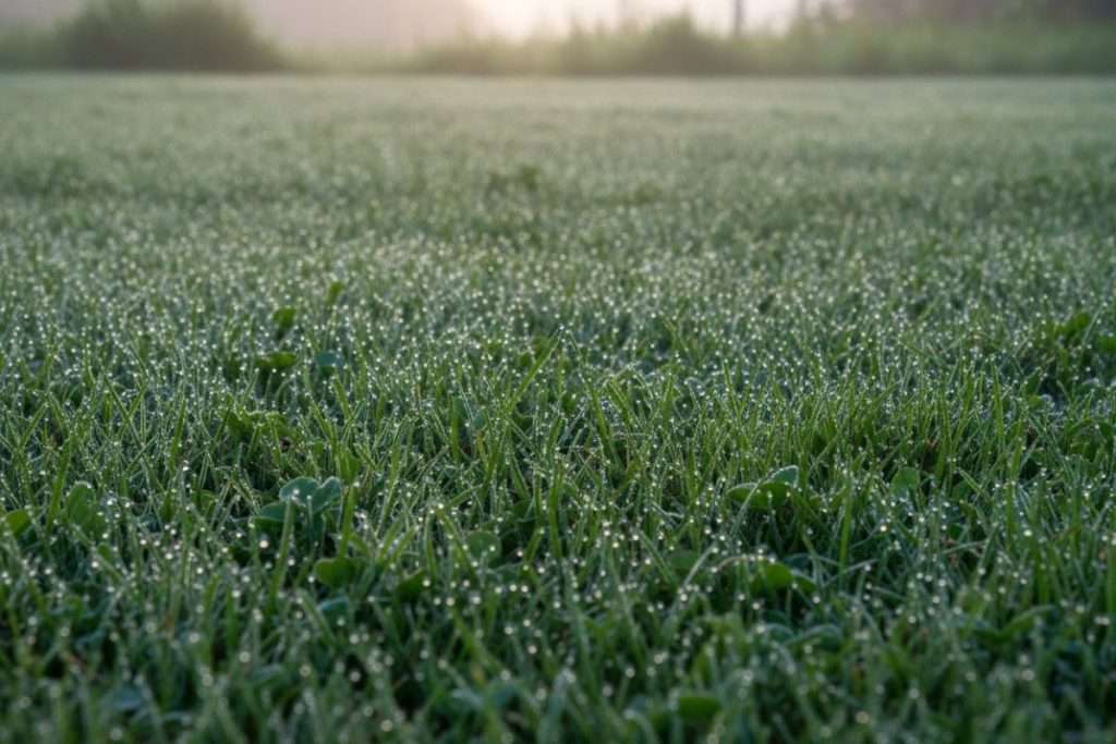 Gazon du Portugal : tout savoir sur cette plante robuste